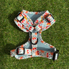 Dinosaur Dog Harness - Roar!