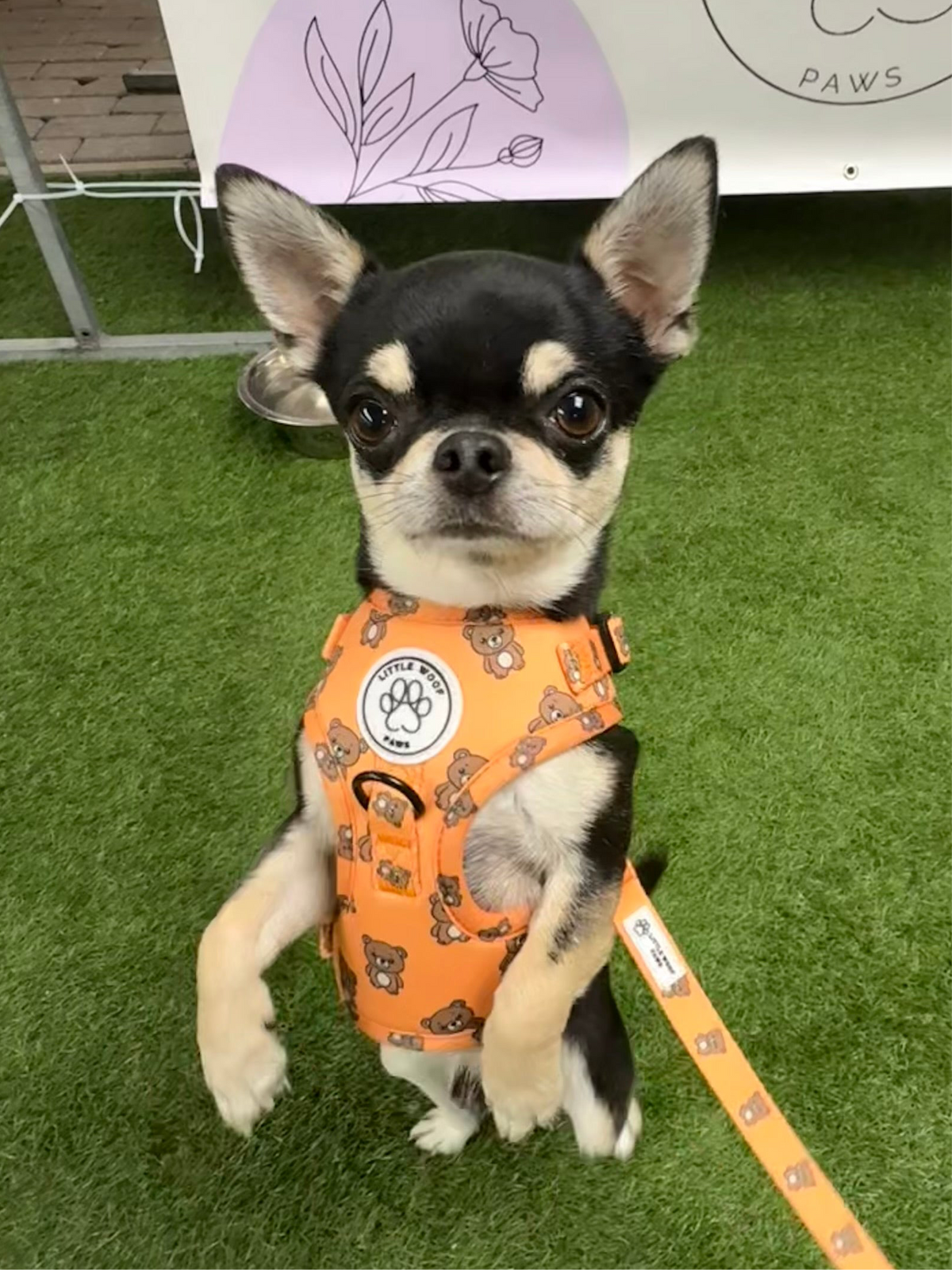 Little Woof Paws - harness Bark & Bear