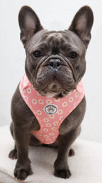 Pink dog harness with flowers - Dazzling Daisy