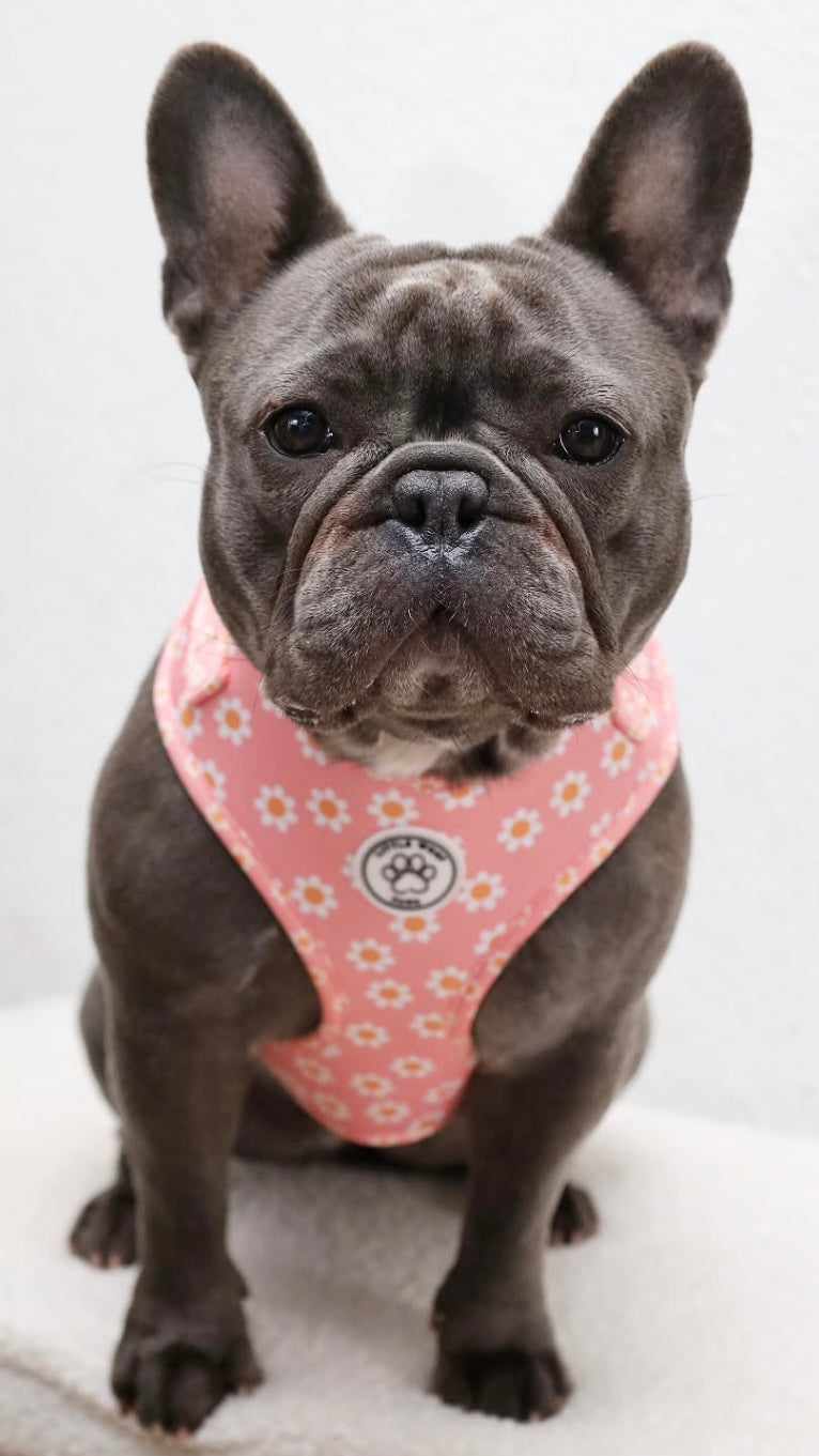 Pink dog harness with flowers - Dazzling Daisy