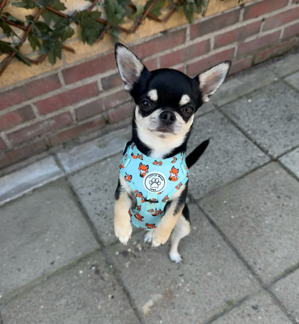 Little Woof Paws - Fur & Fox harness