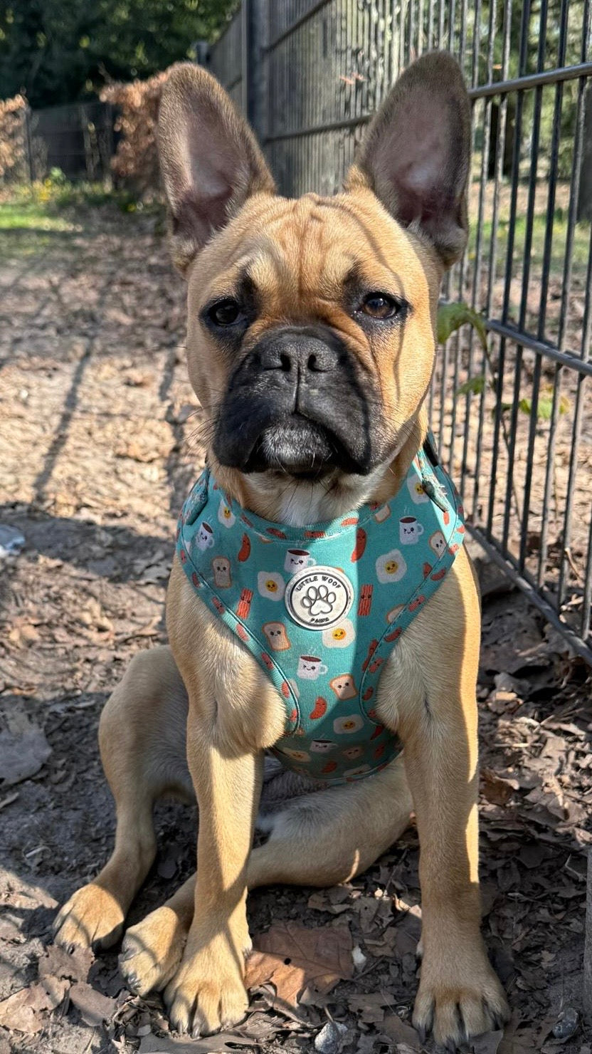 Blue/green dog harness with breakfast figures - Happy Breakfast