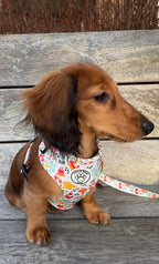 Dinosaur Dog Harness - Roar!