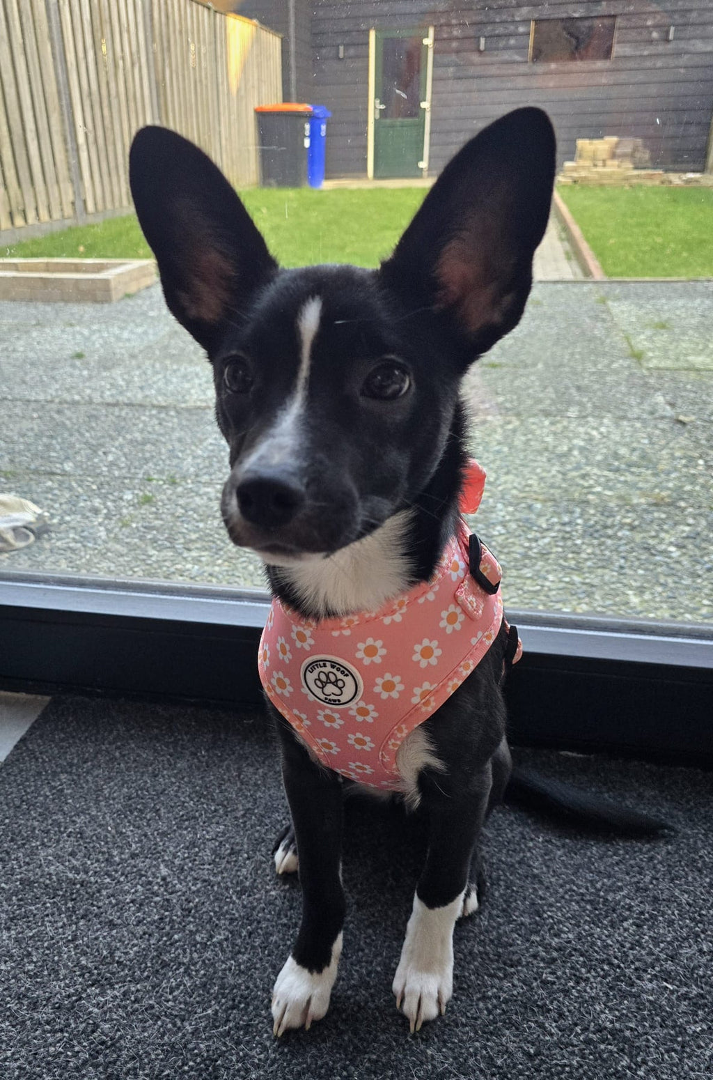 Pink dog harness with flowers - Dazzling Daisy