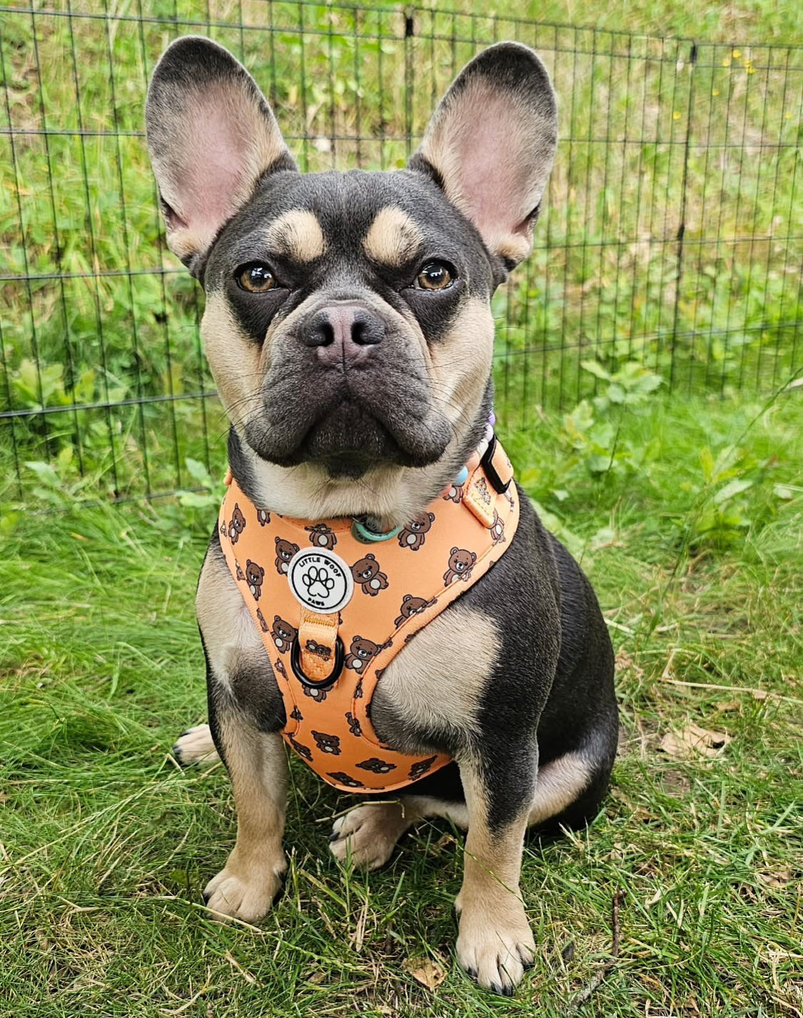 Little Woof Paws - harness Bark & Bear