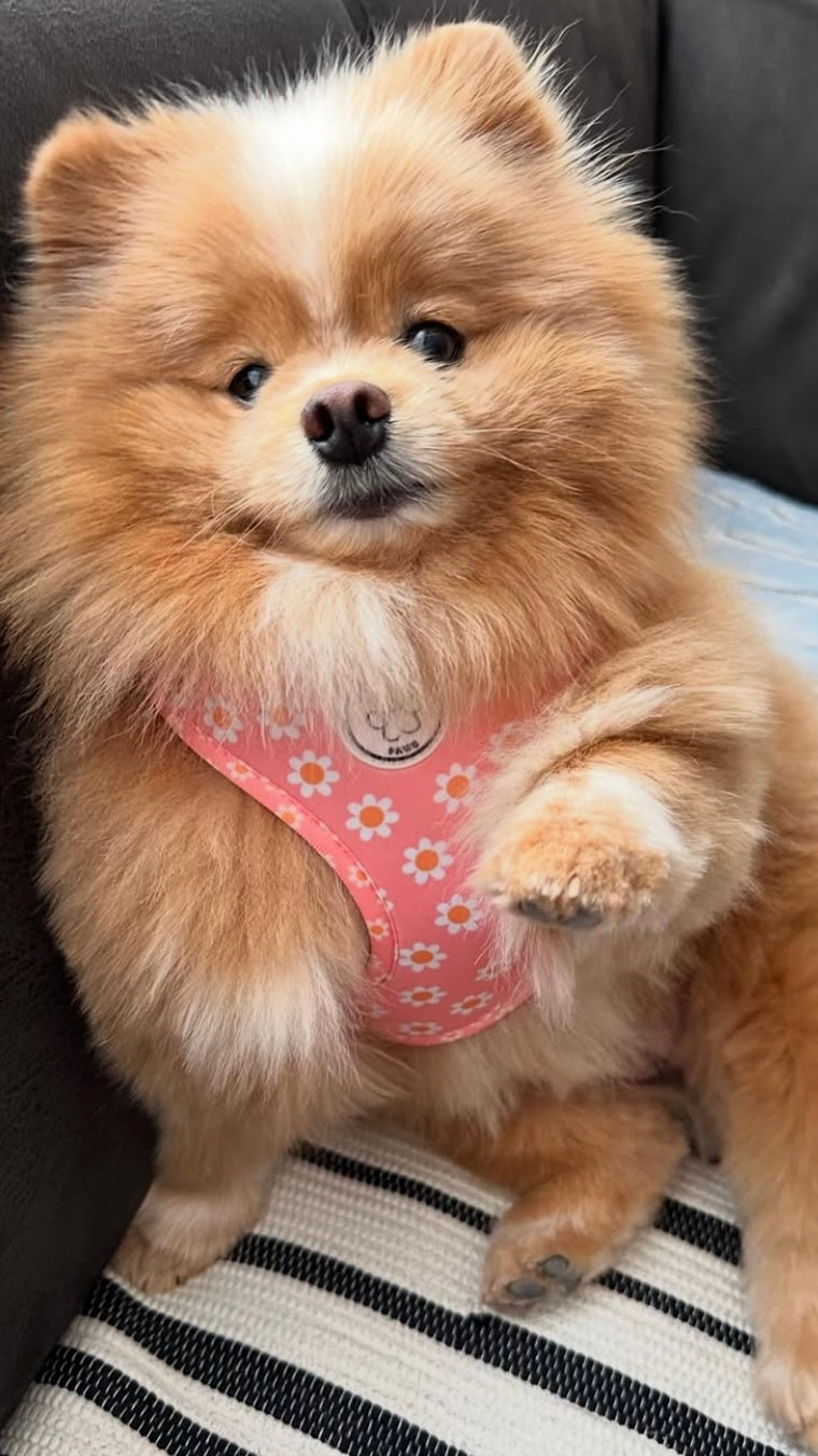 Pink dog harness with flowers - Dazzling Daisy