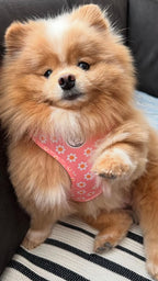 Pink dog harness with flowers - Dazzling Daisy