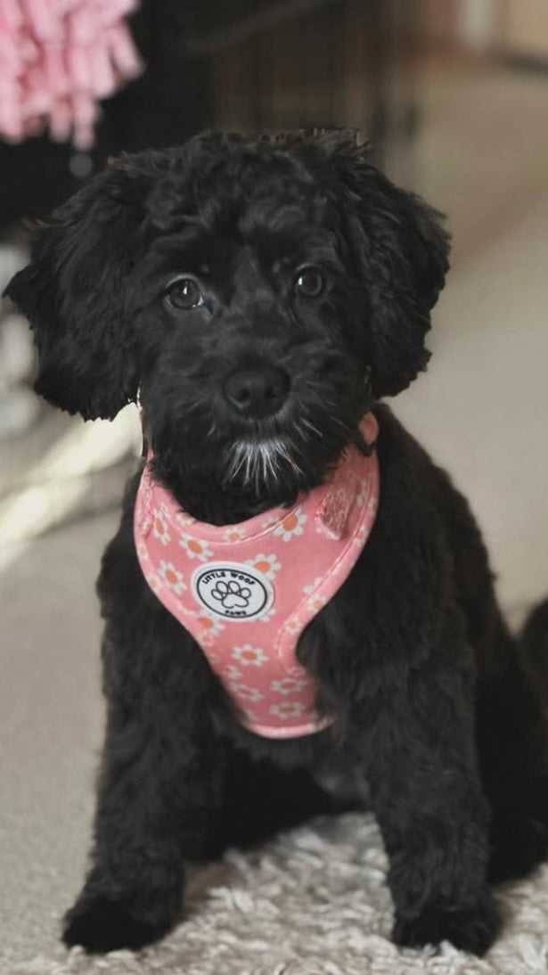 Pink dog harness with flowers - Dazzling Daisy