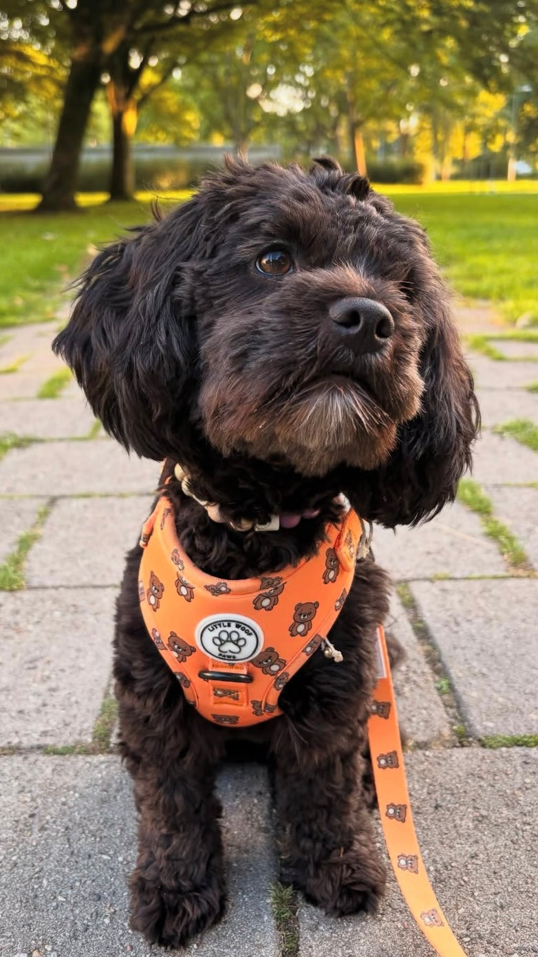 Little Woof Paws - harness Bark & Bear